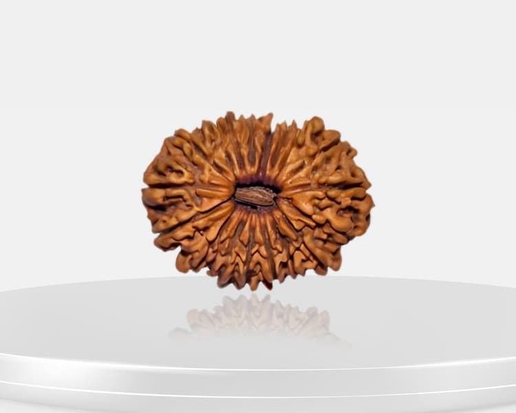 18 Mukhi Rudraksha