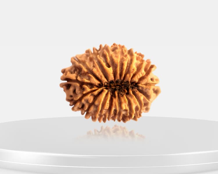 17 Mukhi Rudraksha