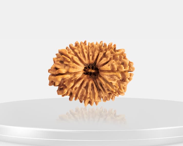 21 Mukhi Rudraksha