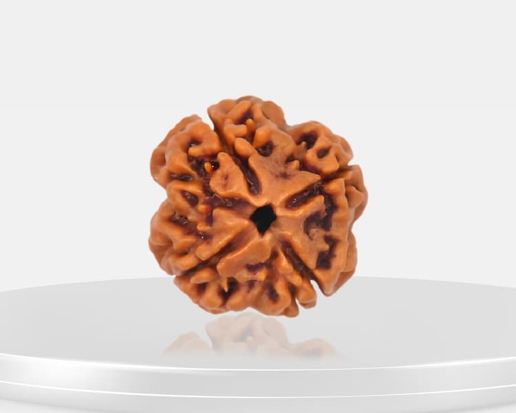 4 Mukhi Rudraksha