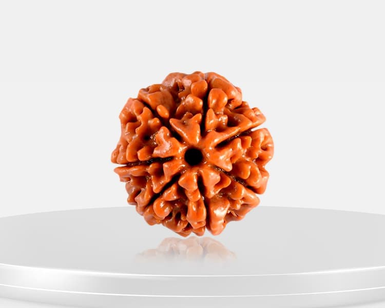 7 Mukhi Rudraksha